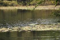 Lagoa da Princesa, em Algodoal - PA